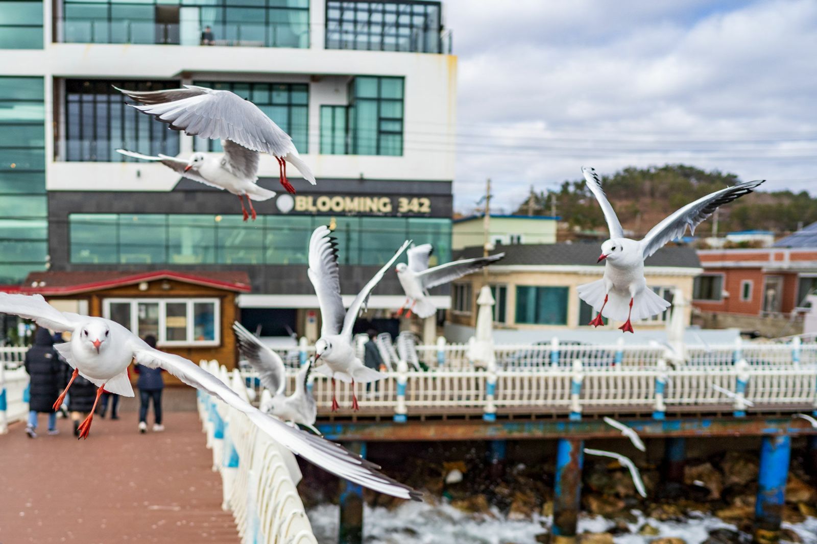 単焦点レンズ SAMYANG