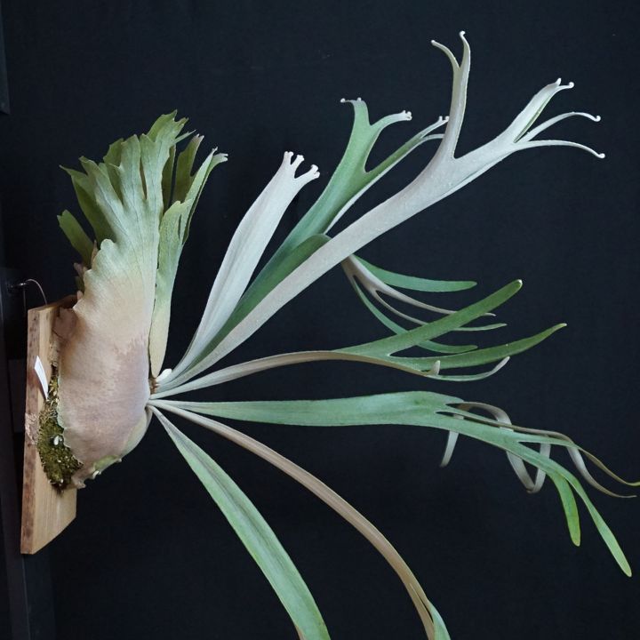 P.Monkey North モンキーノース ☆ビカクシダ(コウモリラン) - メルカリ P.Monkey North モンキーノース ☆ビカクシダ(コウモリラン) - メルカリ