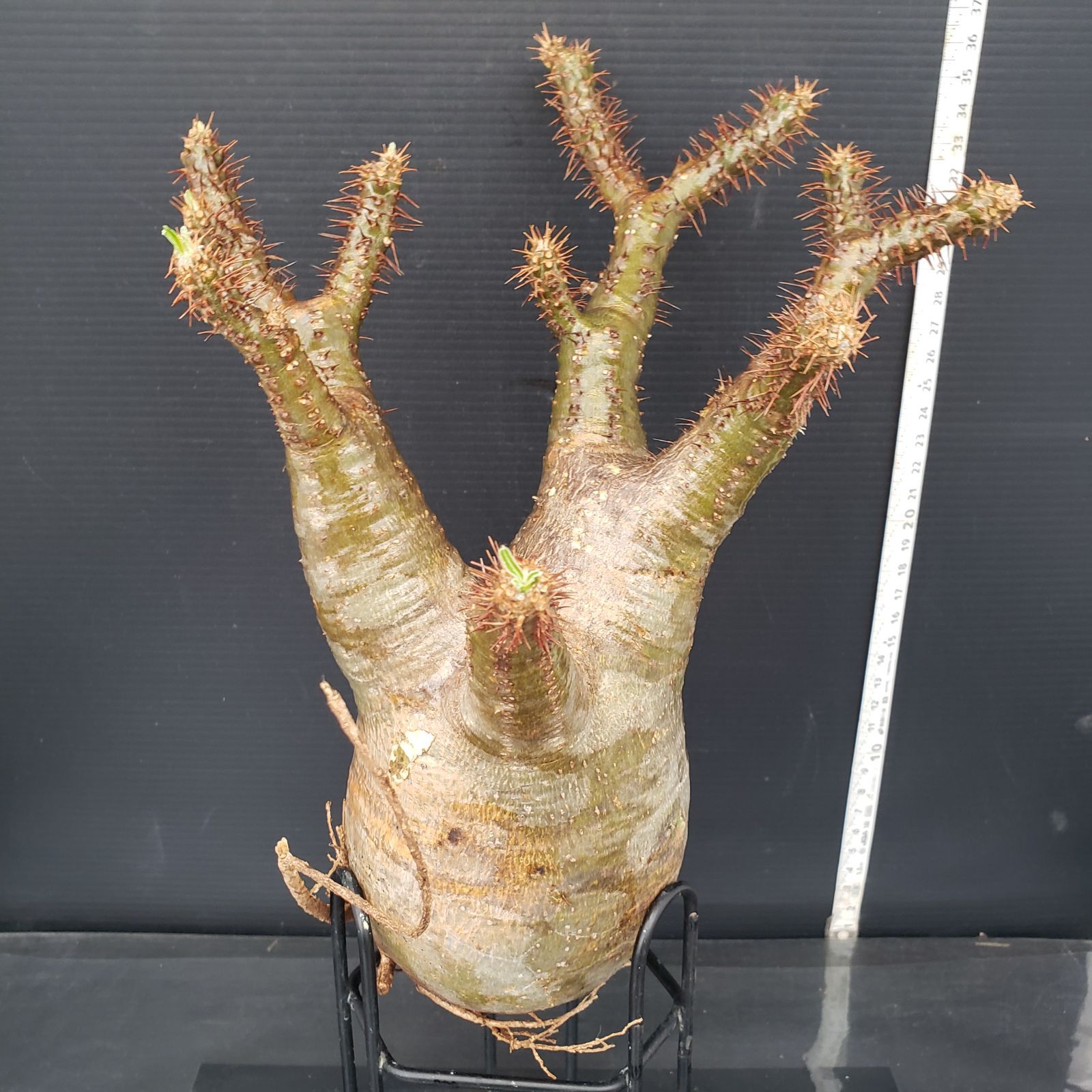 M583【最新到着】Pachypodium グラキリス（M）（現地球・抜き苗