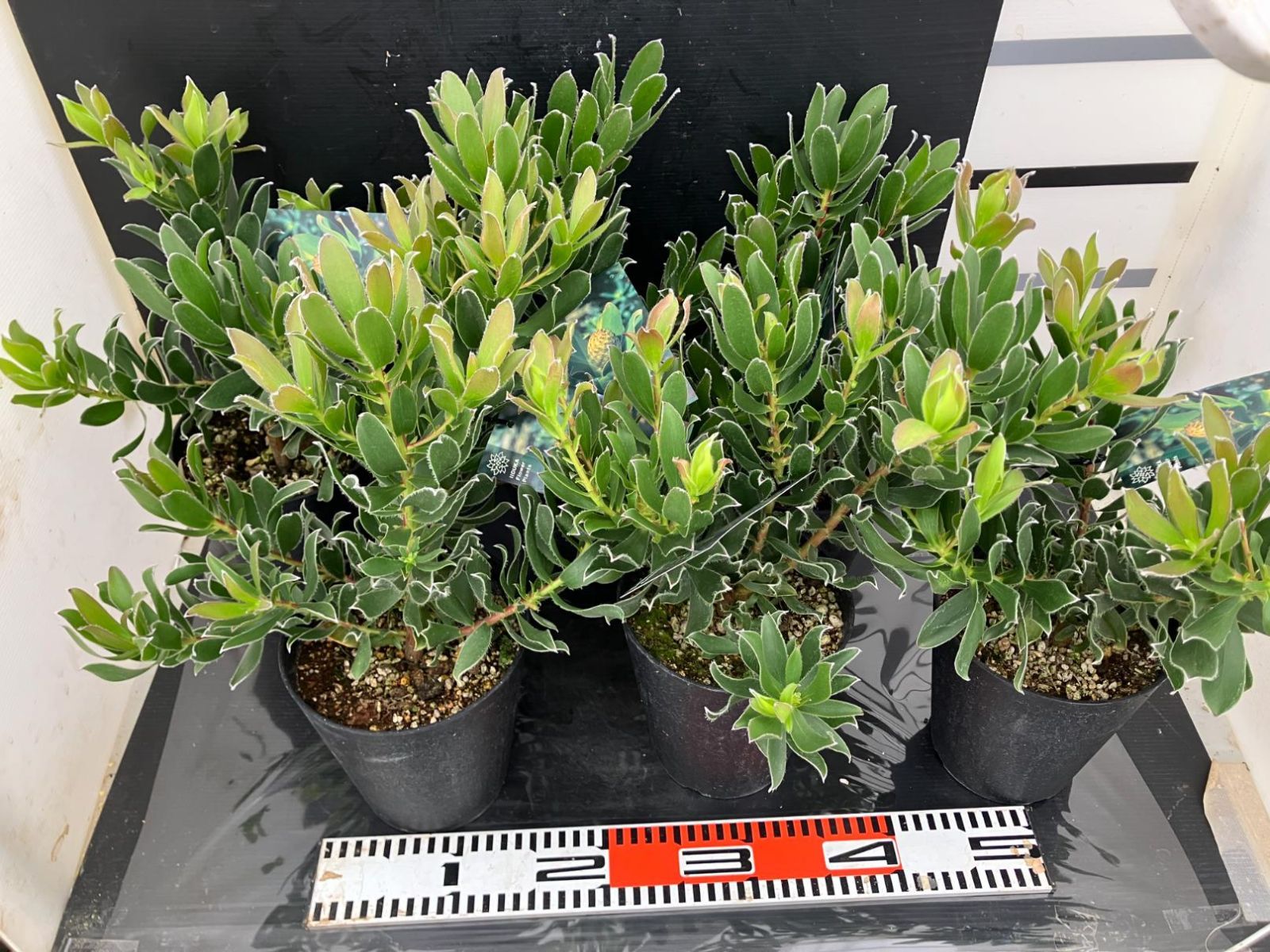 1052 リューカデンドロン グクラ 5寸 6株ケース販売 現品 同梱不可 観葉植物 Leucadendron Guaqula 沖縄と北海道対応不可