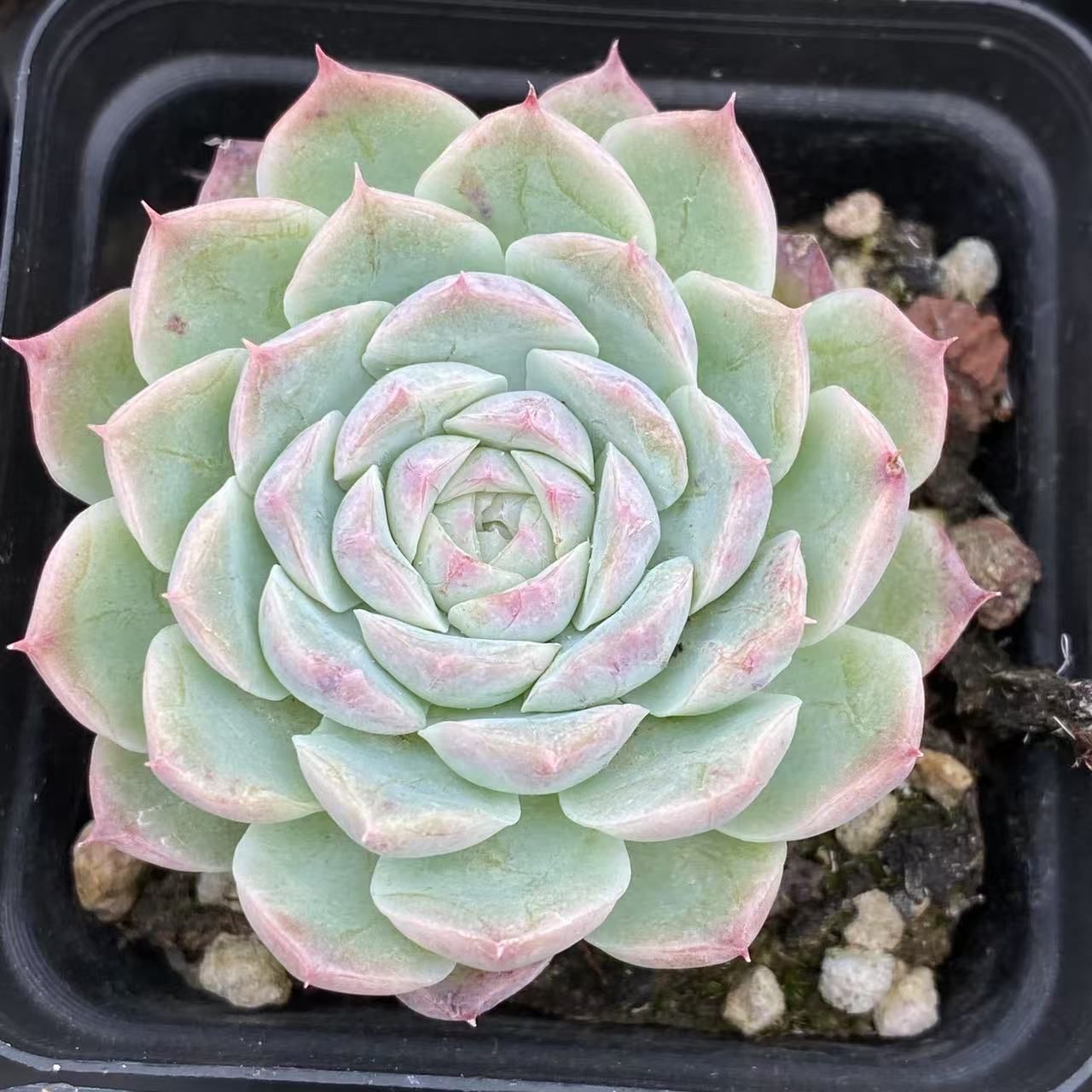 earthblankt様専【宅急便】nana20a ★多肉植物　韓国苗セット　n earthblankt様専【宅急便】nana20a ☆多肉植物 韓国苗セット n