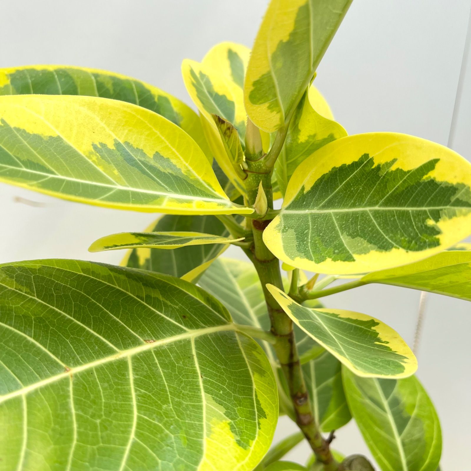 フィカス アルテシマ 曲がり 14【現品】観葉植物 室内 大型