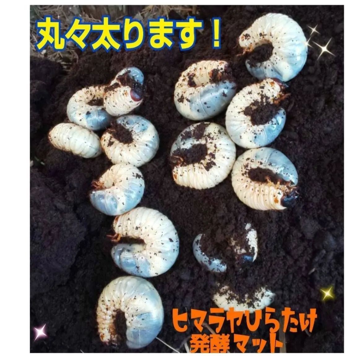 ヘラクレス幼虫が巨大化します！ヒマラヤひらたけ発酵マット