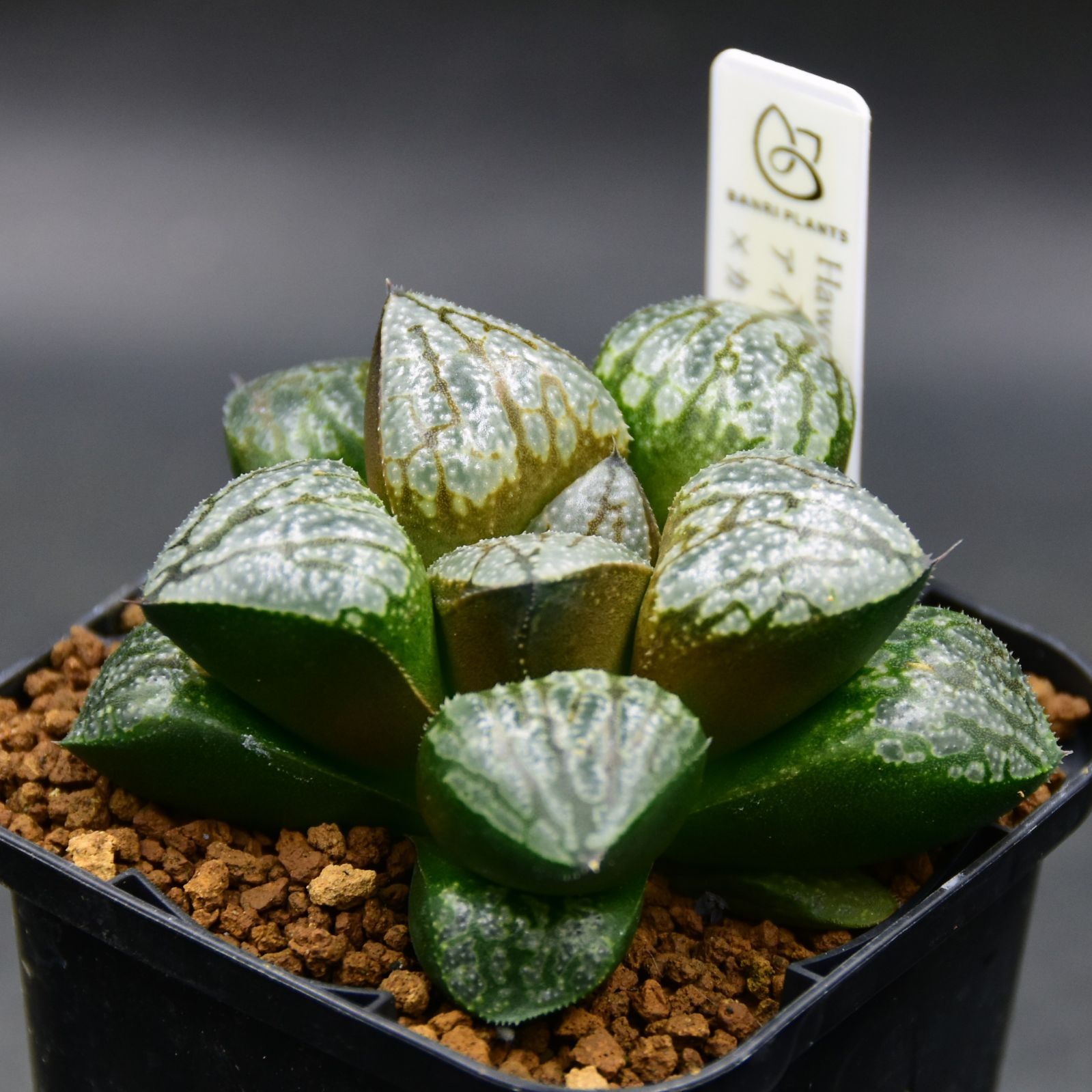 BP』ハオルチア アイスキャンディ×カンタロープアイランド - メルカリ