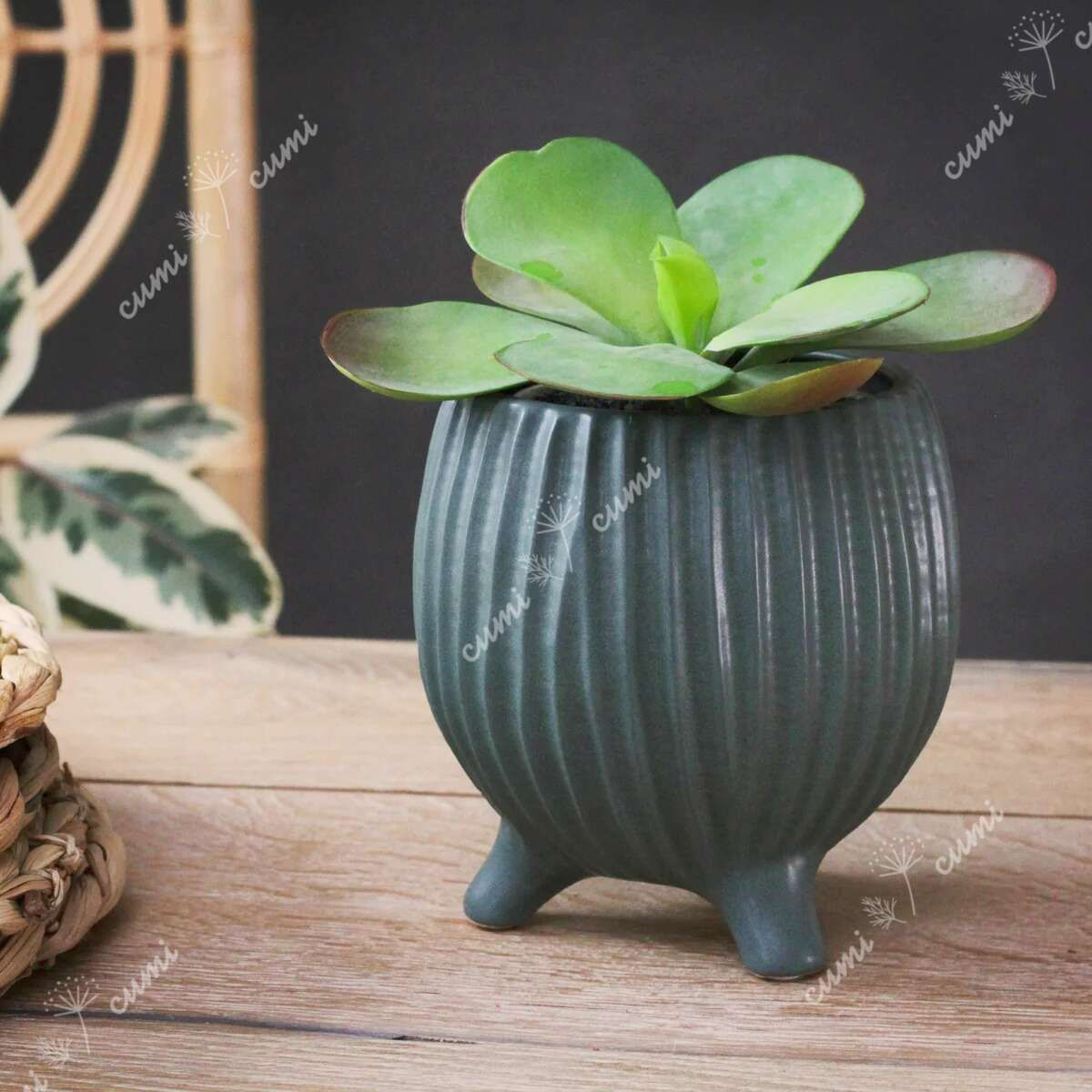 design flower pot 6 植木鉢 N0052 Woodlodge ウッドロッジ イギリス 6号 脚付き グリーン 植木鉢