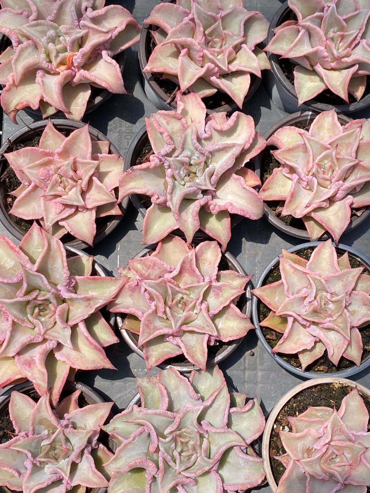 36株の抜き苗セット】赤マディバ 多肉植物 佐川急便発送