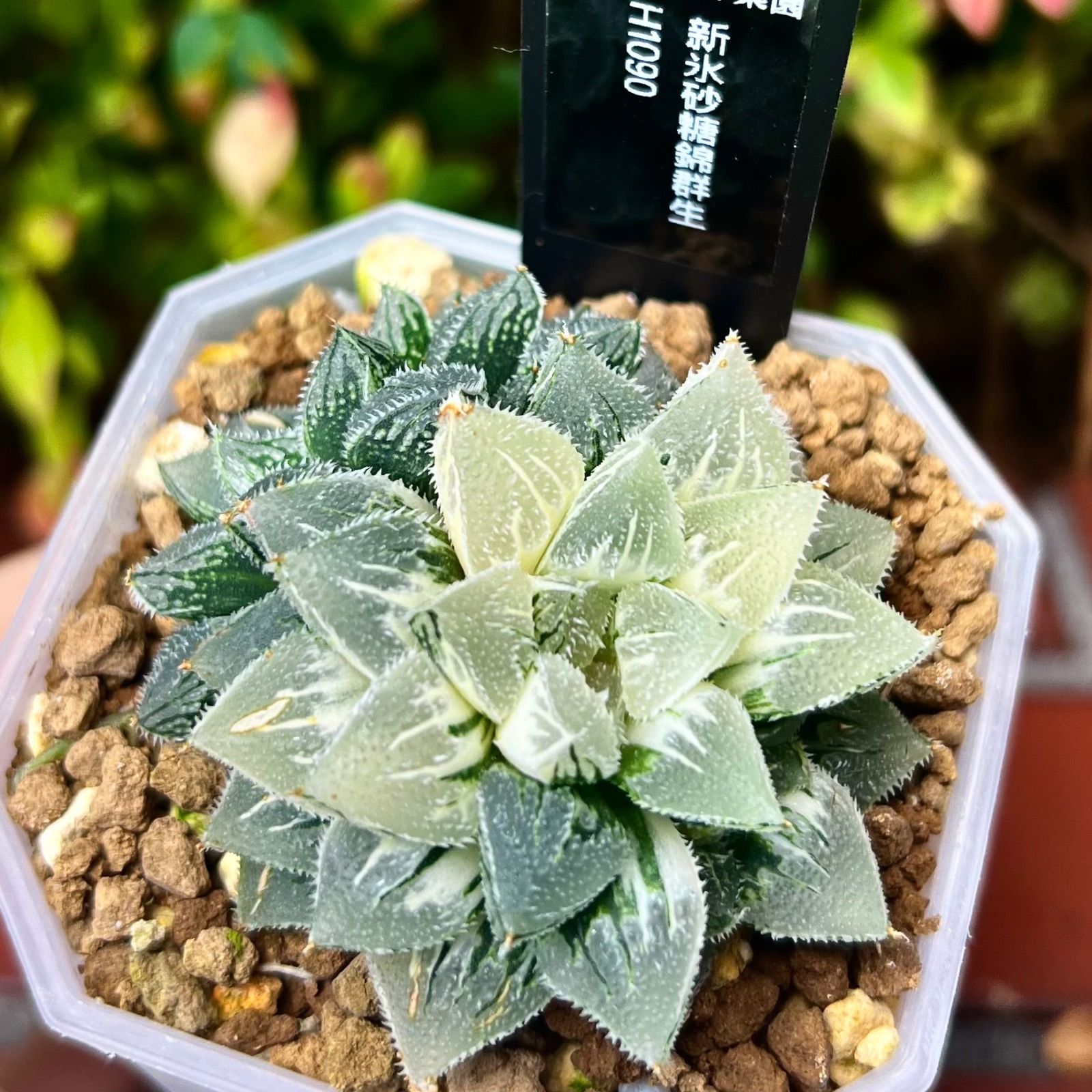 ハオルチア 酒呑童子錦 ハオルチア 酒呑童子錦 | mocono_plants