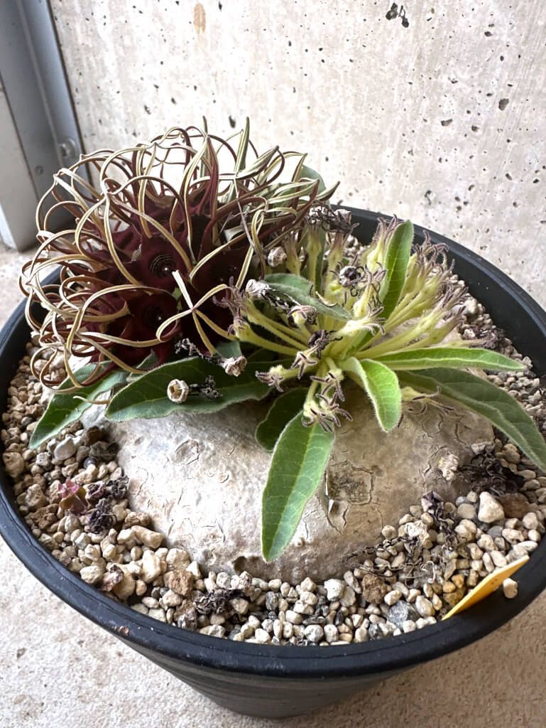 ブラキステルマ バーベラエ 竜卵窟 現地株 現品限り】ブラキステルマ