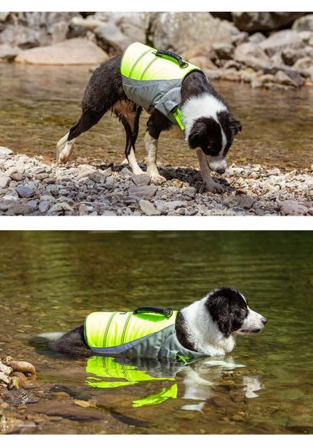 小型犬