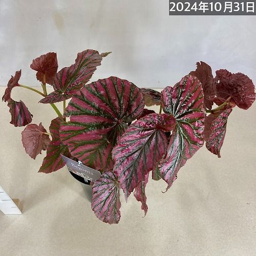 訳あり特価】観葉植物 ベゴニア ブレビリモーサ エキシオティカ