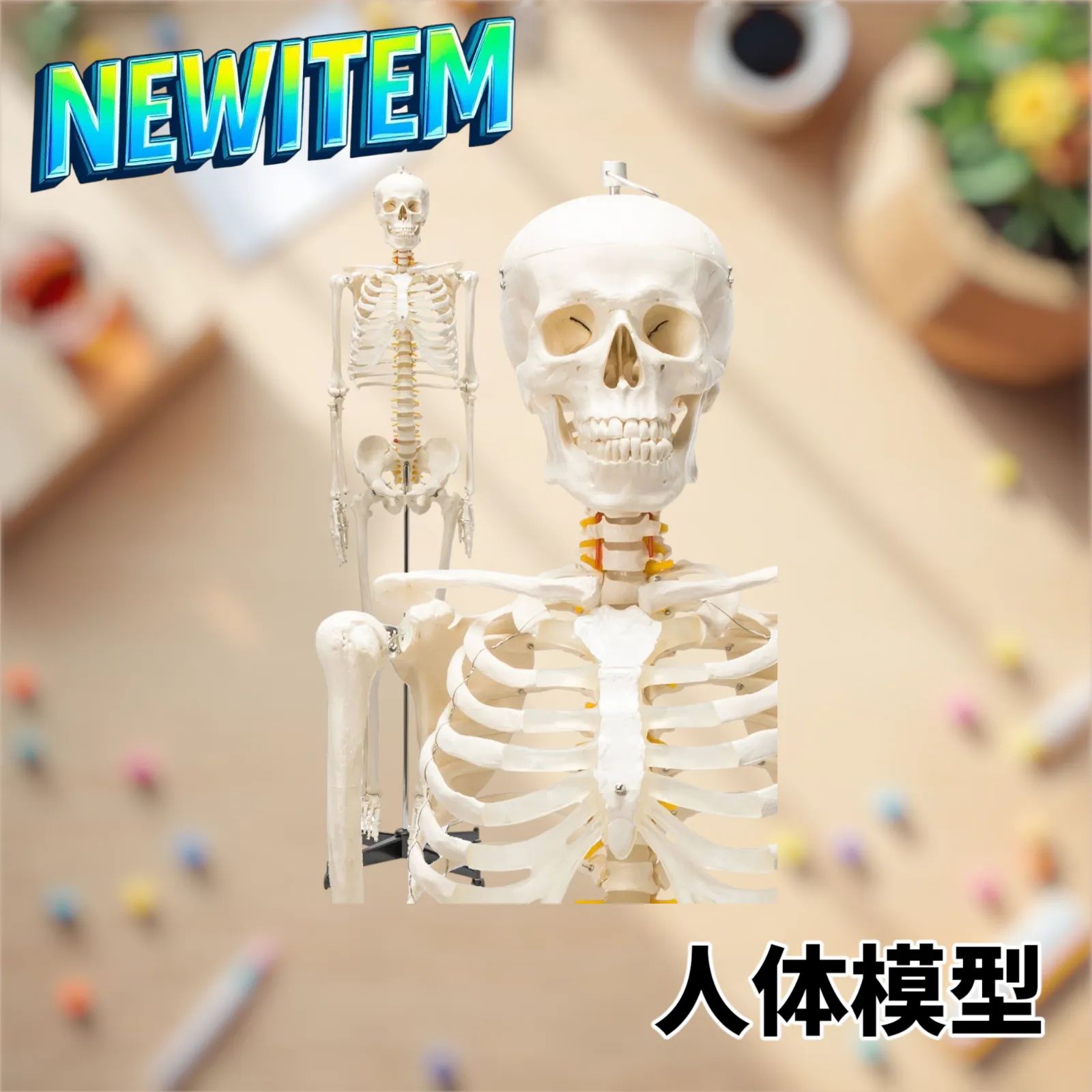 等身大 人体模型 170cm 神経根有り 全身骨格模型 骨格標本 1743 国際規格認証品】等身大 人体模型 170cm 神経根有り 全身骨格