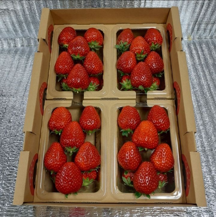 ④4/3 いろいろなサイズ4P モカベリー イチゴ 苺 いちご 果物 家庭用