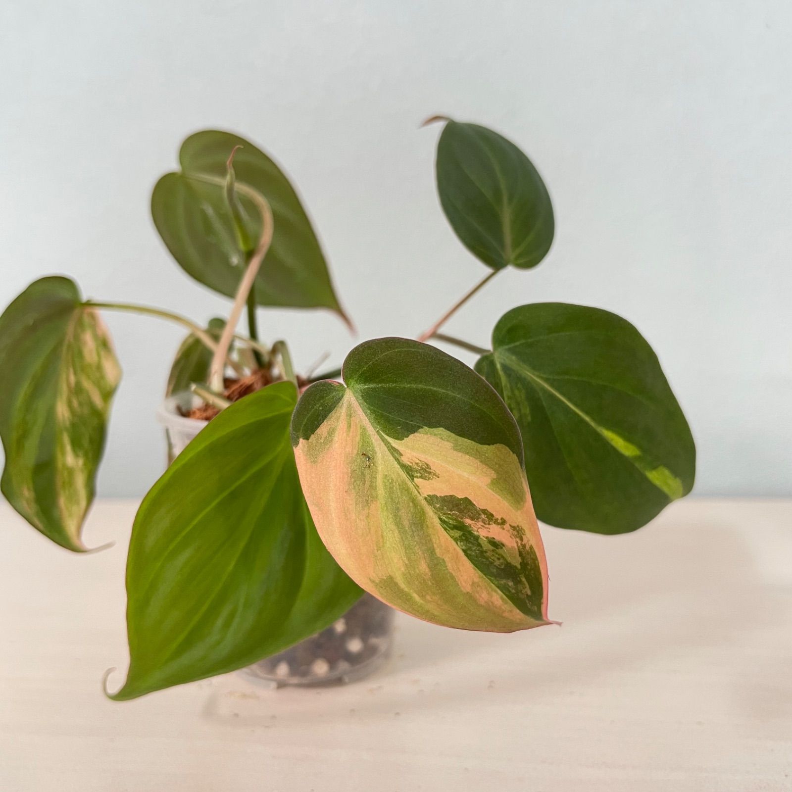 美斑】 フィロデンドロン ミカンス 斑入り philodendron micans