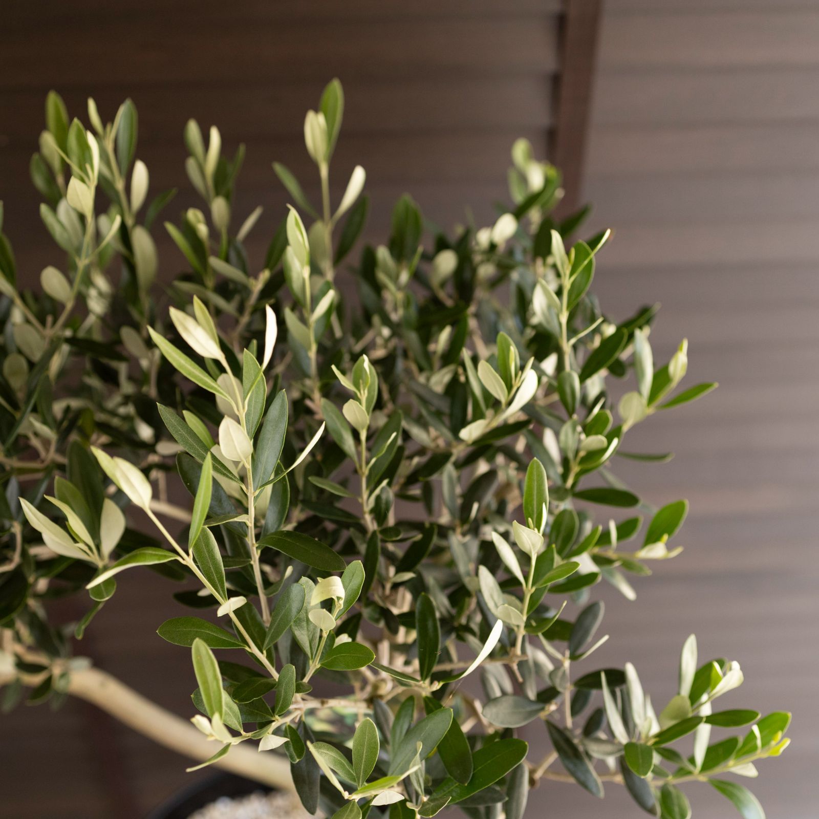 創樹 Olive オリーブの木 ルッカ 10号 ハンドリーポット SOUJU