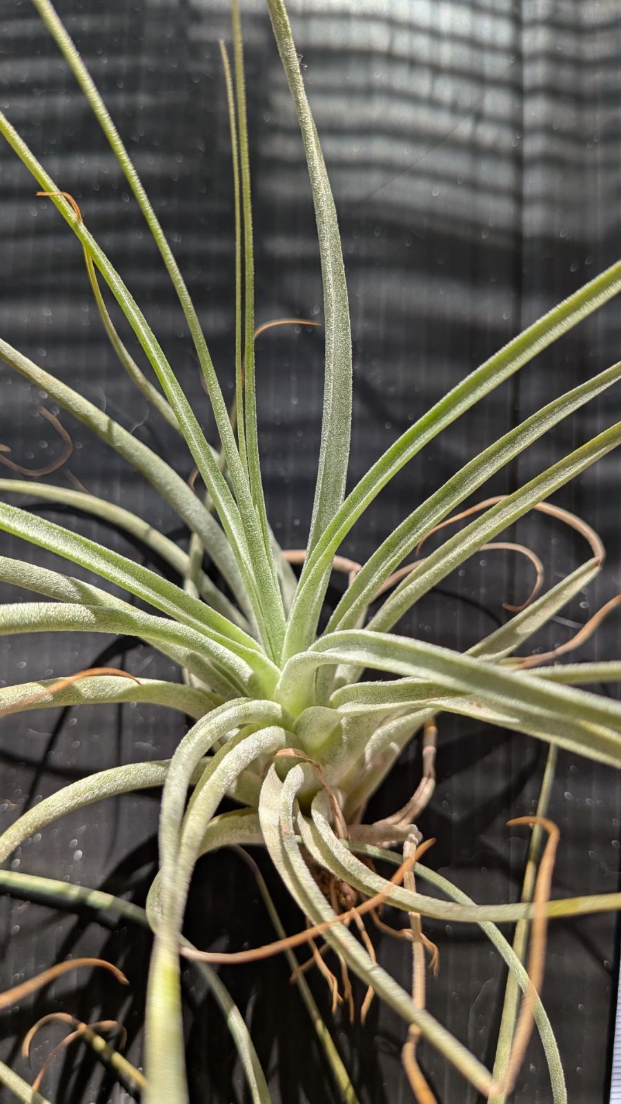 チランジア ファシクラータ, Canon del Zopilote チランジア