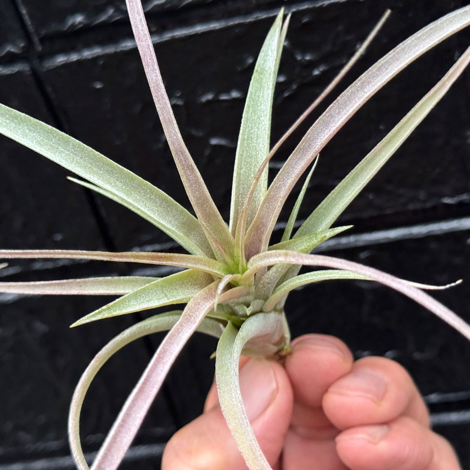 チランジア キセログラフィカ × ブラキカウロス ブラキカウロス × キセログラフィカ 14号 | air-plants TENGU-DO