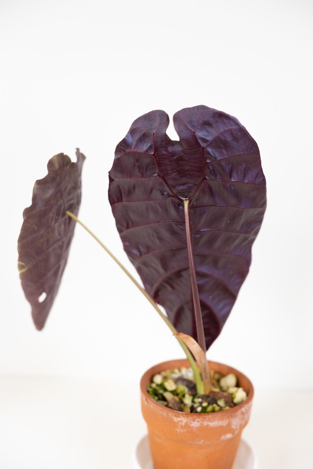 Alocasia Black Velvet Pink Albo│アロカシア Alocasia Black Velvet Pink Albo│アロカシア ブラックベルベット