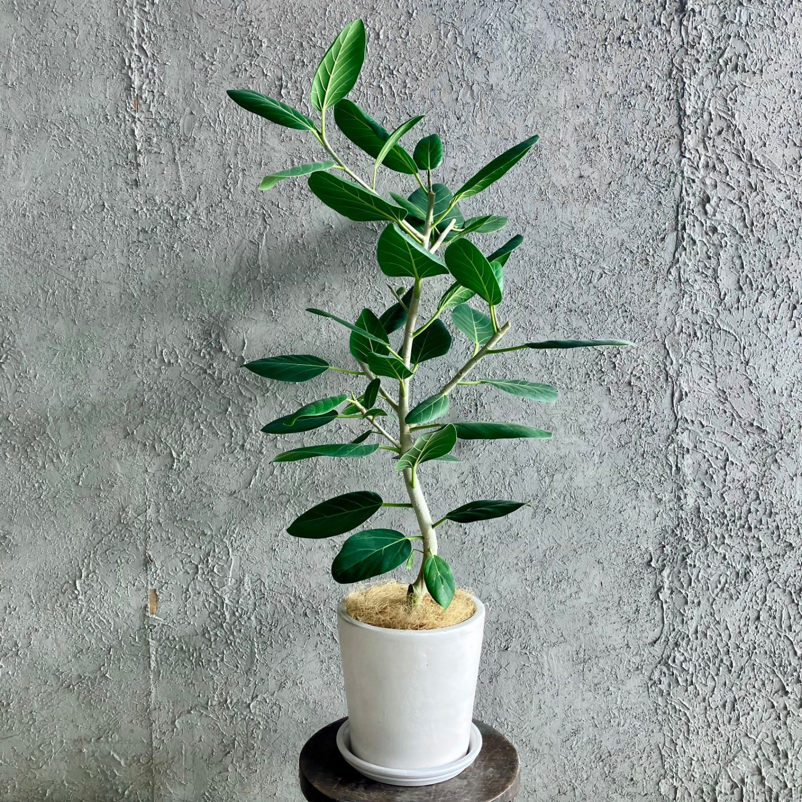 美形 フィカス ベンガレンシス オードリー 大型 7号 おしゃれ