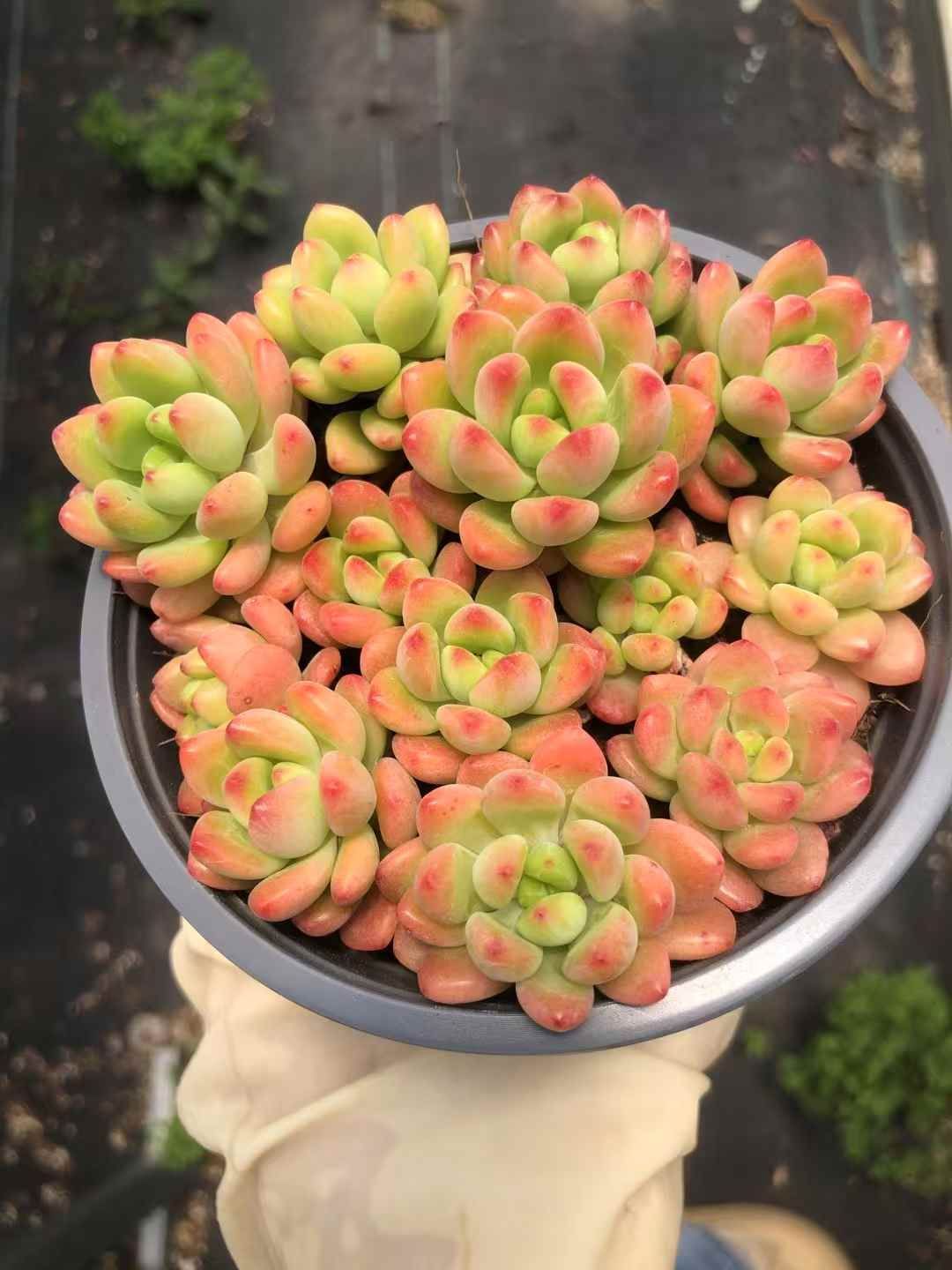 MWHY1113×30 シャングリラ 抜き苗 多肉植物 アエオニウム エケベリア 韓国苗