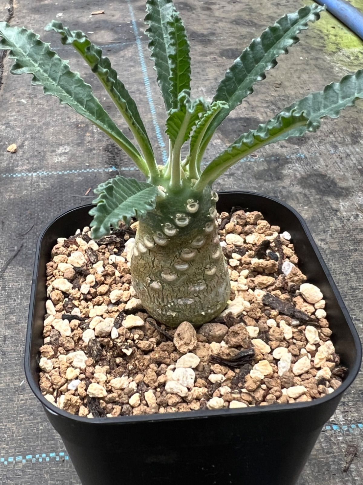 ドルステニア ラブラニー Dorstenia lavrani