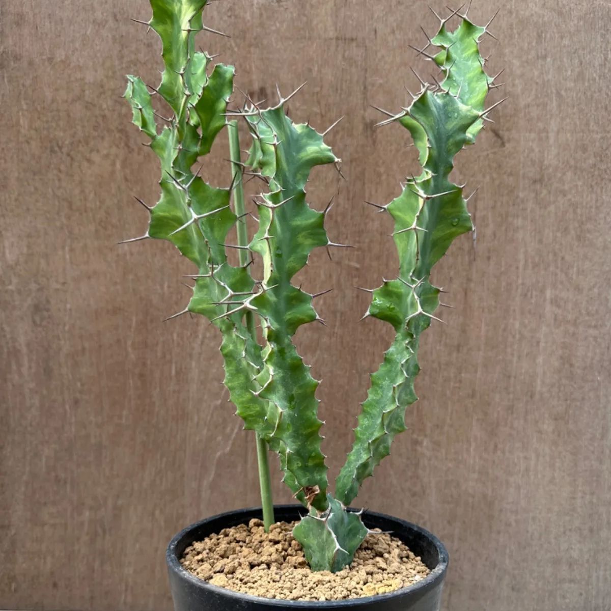 ユーフォルビア オオマトイキリン Euphorbia triangularis ユーホルビア 大纒麒麟 現品 観葉植物 観葉 珍奇 珍奇植物 珍しい  レア 多肉植物 多肉 インテリア グリーン - メルカリ