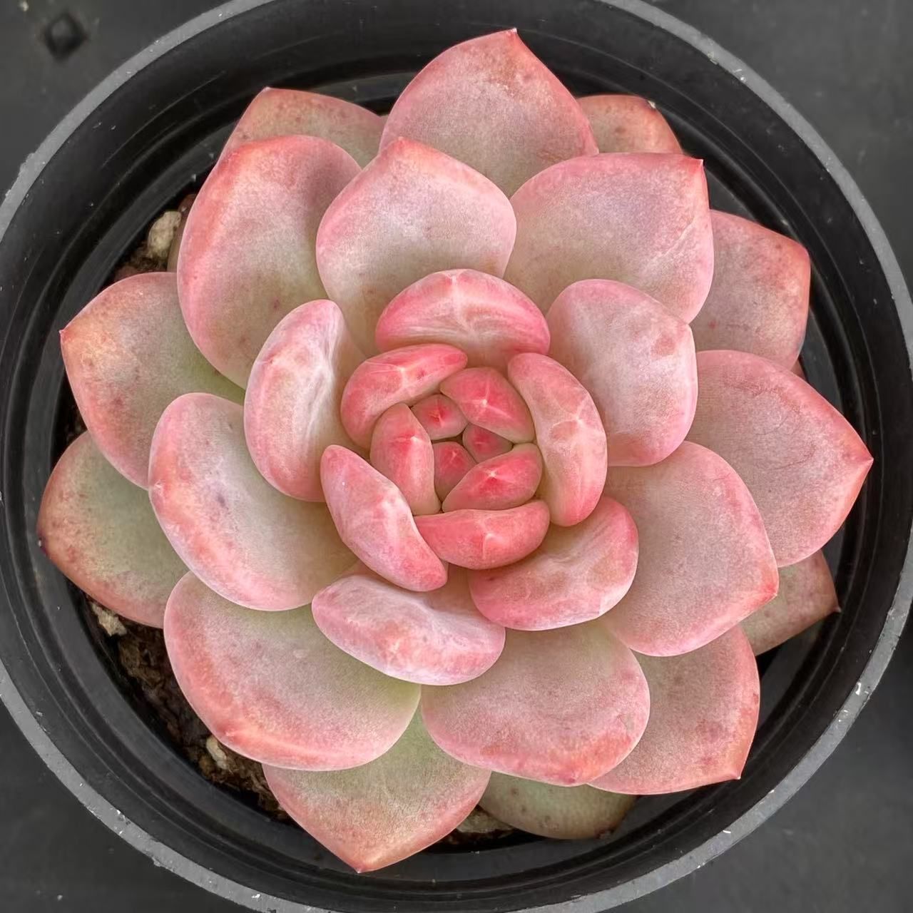 40株抜き苗セット】ピンクスノー 多肉植物 佐川急便発送 エケベリア