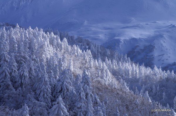 おしゃれ 壁掛け