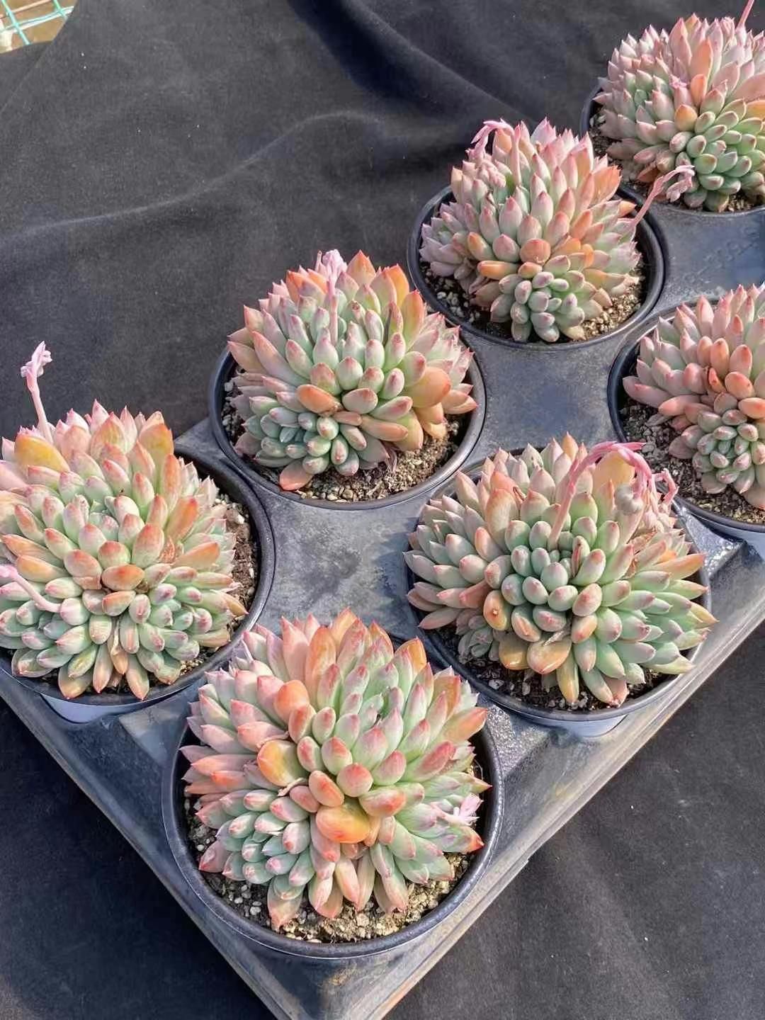 抜き苗 メロー DP230×16株 ふっくら 多肉植物 エケベリア サボテン 韓国苗 新入荷