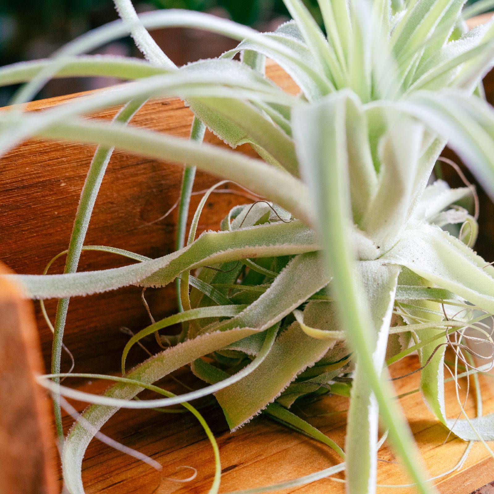 エアプランツのお姫様👑】𖣔 チランジア・カルドネリー 𖣔【 大株 美種