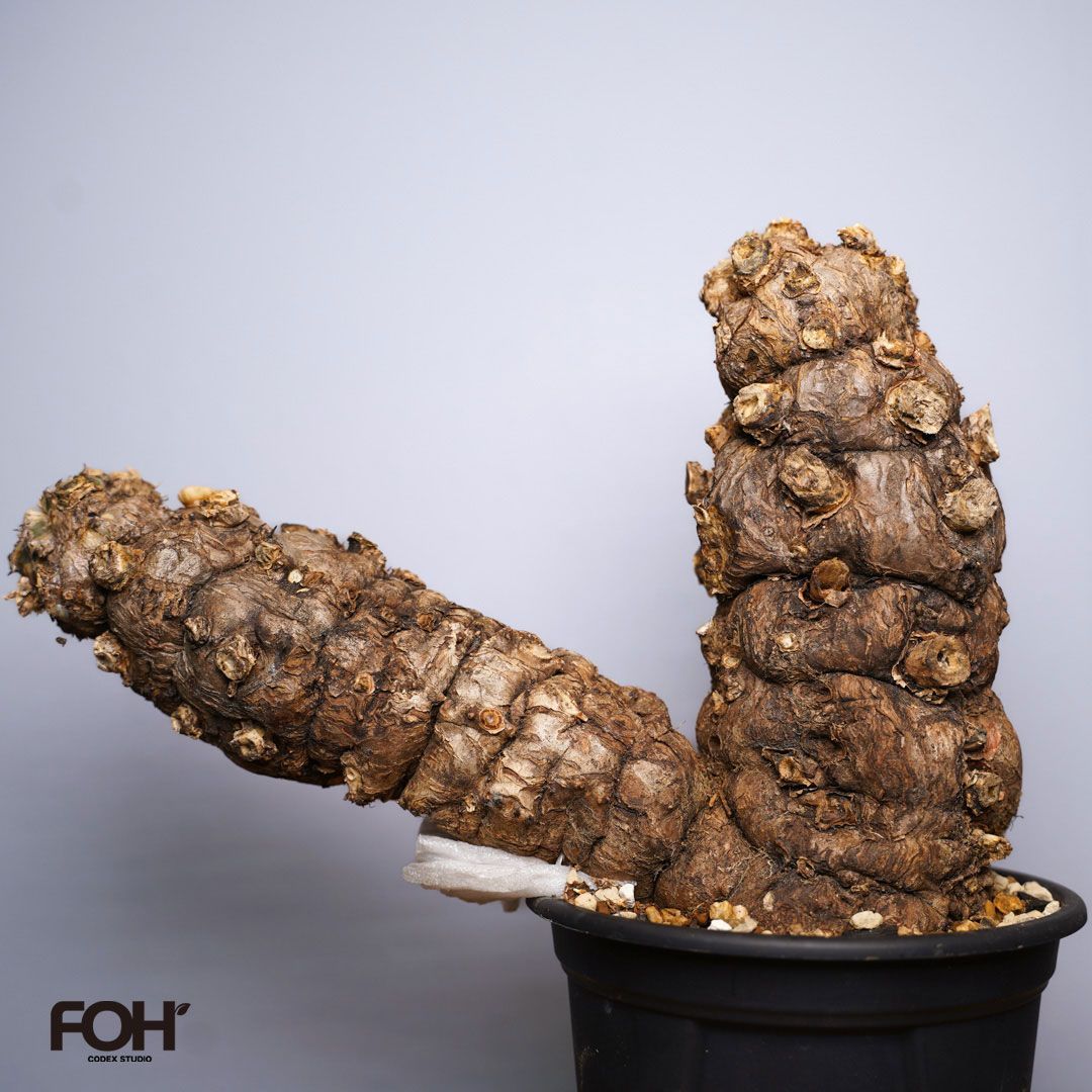 F9 ユーフォルビア ムランジーナ ダブルヘッド 発根済 現地株 - メルカリ