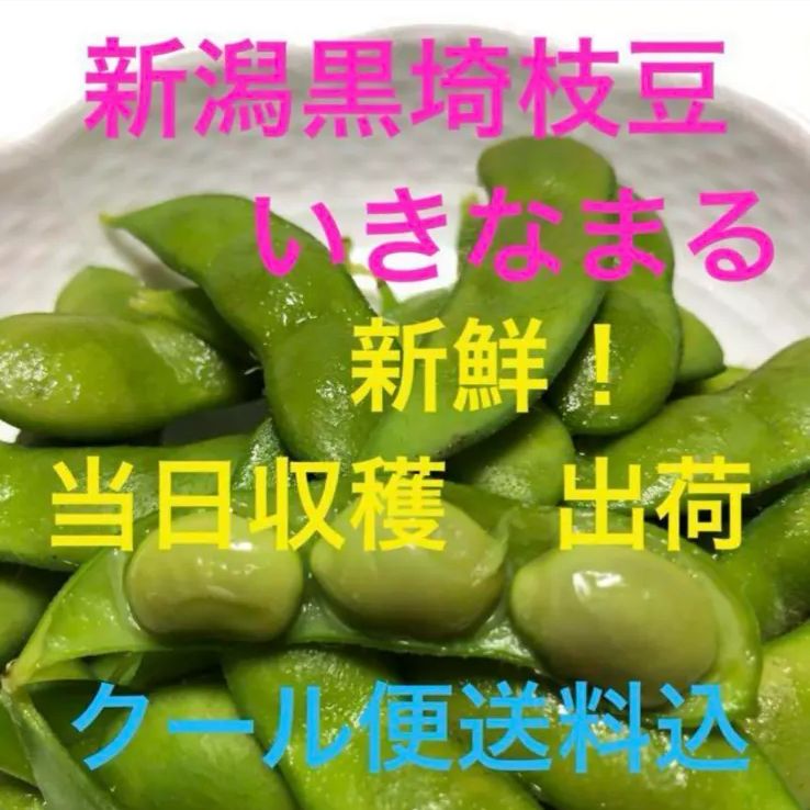 【ピタ★さん専用】新潟黒埼産枝豆 いきなまるA品3キロ 黒埼枝豆 A級品 新潟 黒埼板井産 3kg「くろさき枝豆」朝どり枝豆