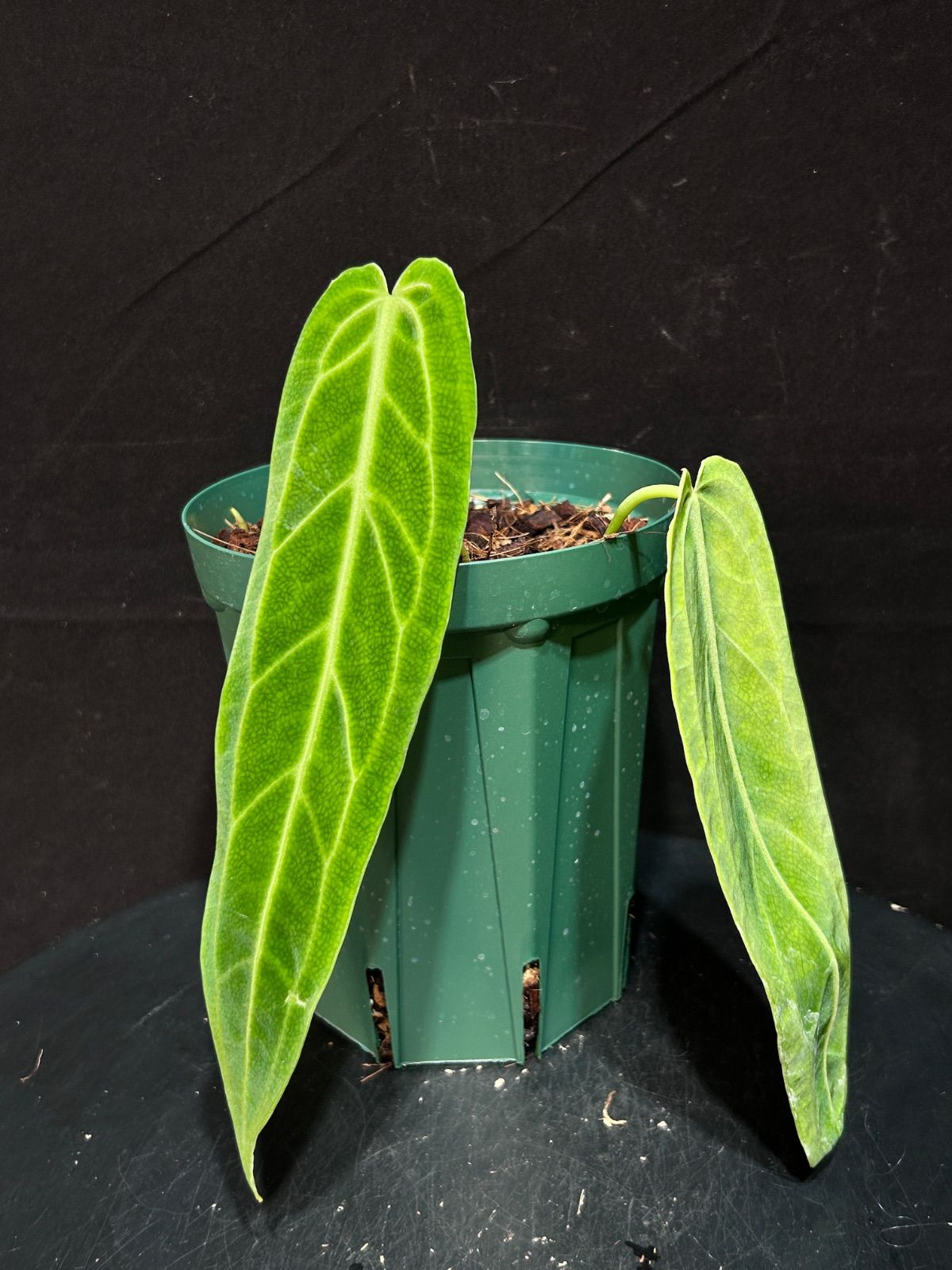 アンスリウム ワロクアーナム 発根済み 観葉植物 鉢ごと発送