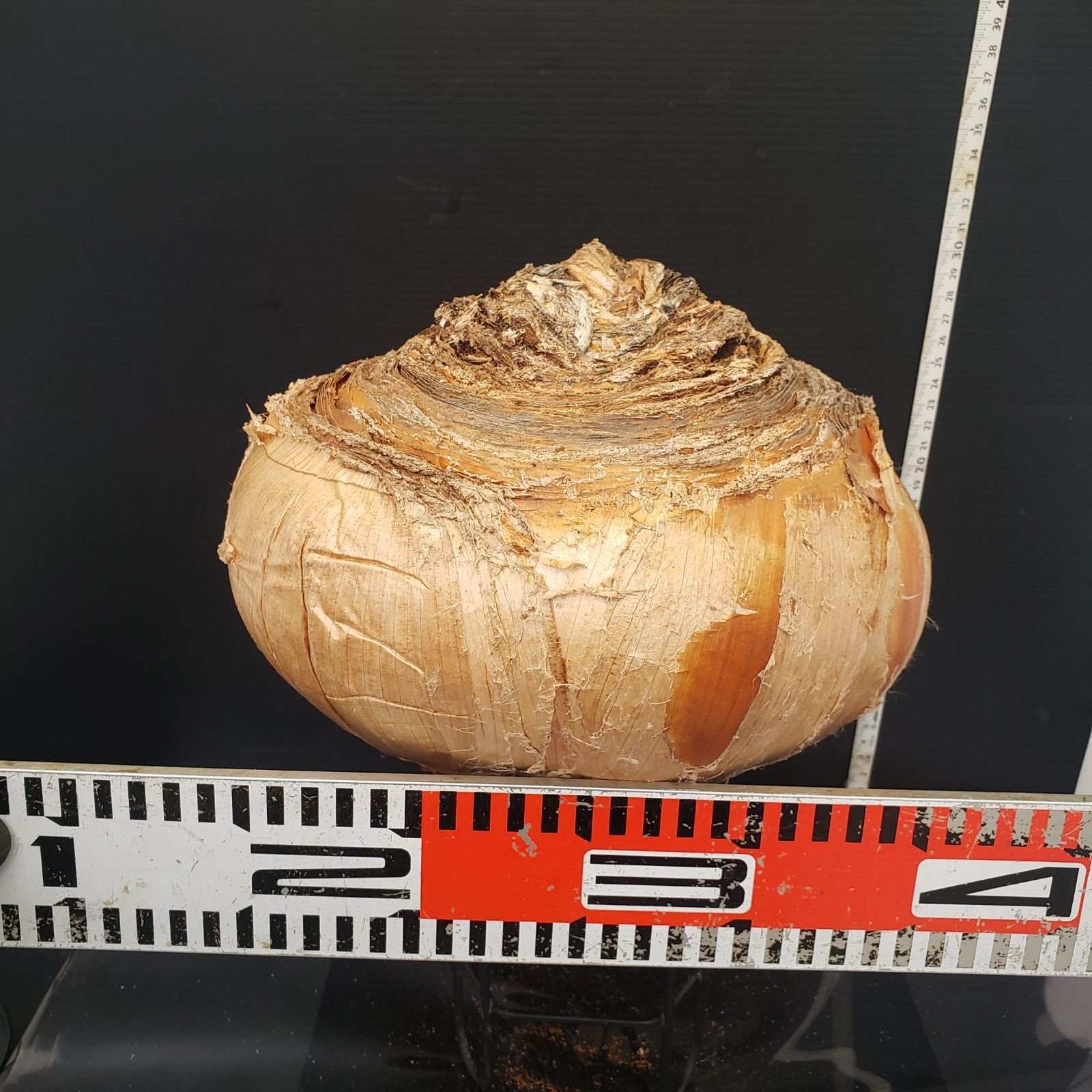 Z418 最新到着 Boophane ハエマンソイデス ML 現地球 抜き苗 球根植物 ブーファン ハエマンソイデス