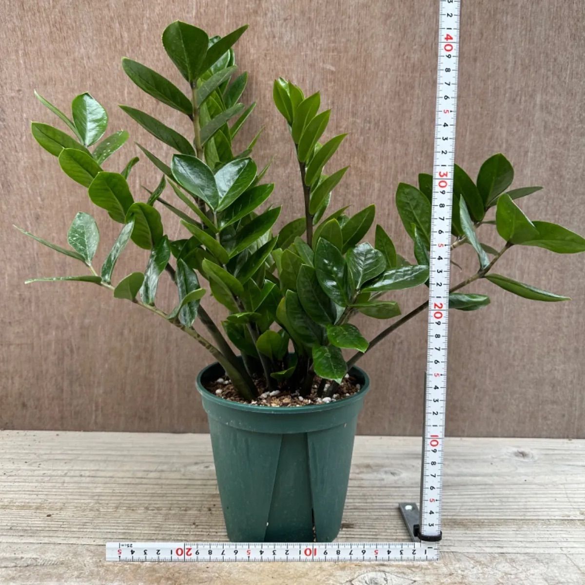 ザミオクルカス ザミフォーリア④ Zamioculcas zamiifolia 観葉植物 観葉 植物 珍奇植物 珍奇 珍しい 珍奇 レア 希少  インテリア プレゼント おしゃれ かわいい ミニ 小さい おうち時間 グリーン アートプランツ - メルカリ