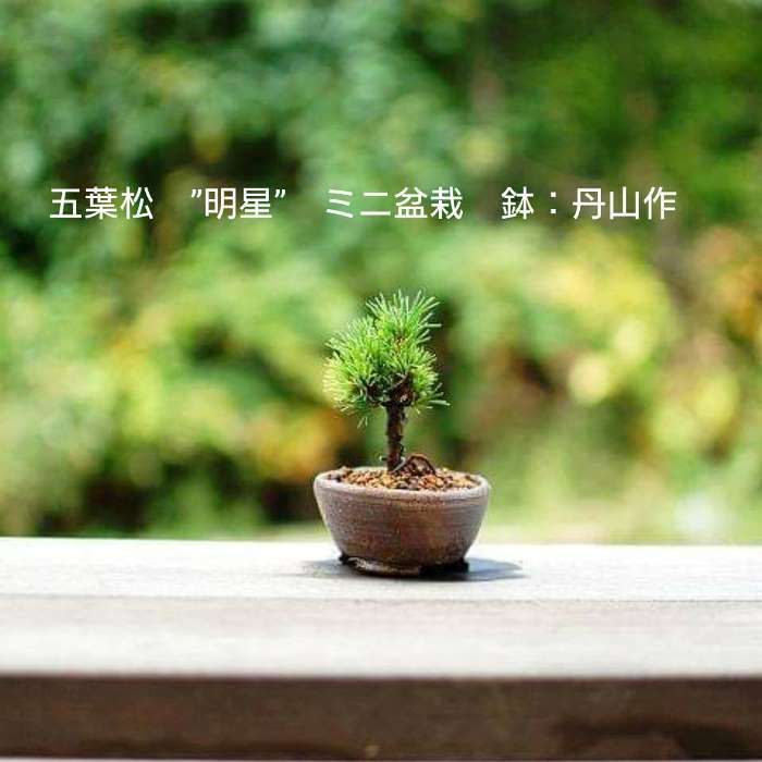 樹高8.5㎝ 老爺柿 根上 捻転 吹き流し 小品 盆栽 真柏 黒松 五葉松 梅