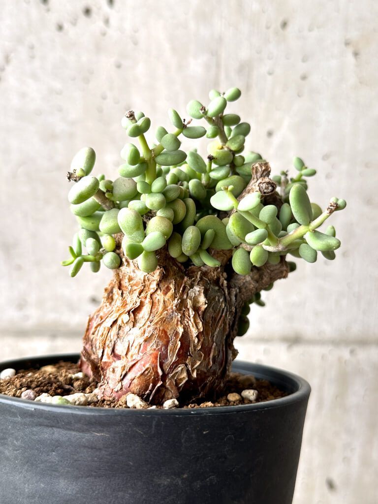 現地株 発根済み ケラリア ピグマエア 【公式通販】