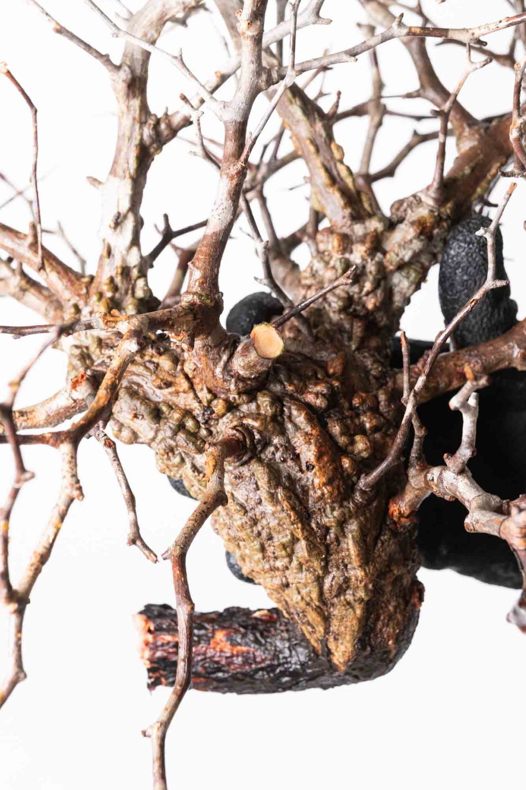 KP114 オペルクリカリア パキプス コーデックス ベアルート株　枝カット済み KP114 オペルクリカリア パキプス コーデックス ベアルート株 枝