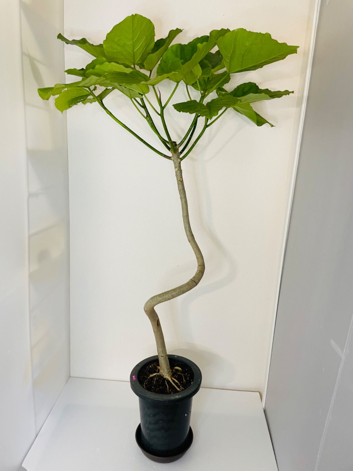 幹太 フィカス ウンベラータ 曲がり 特大 フィカスウンベラータ 曲がり 大鉢