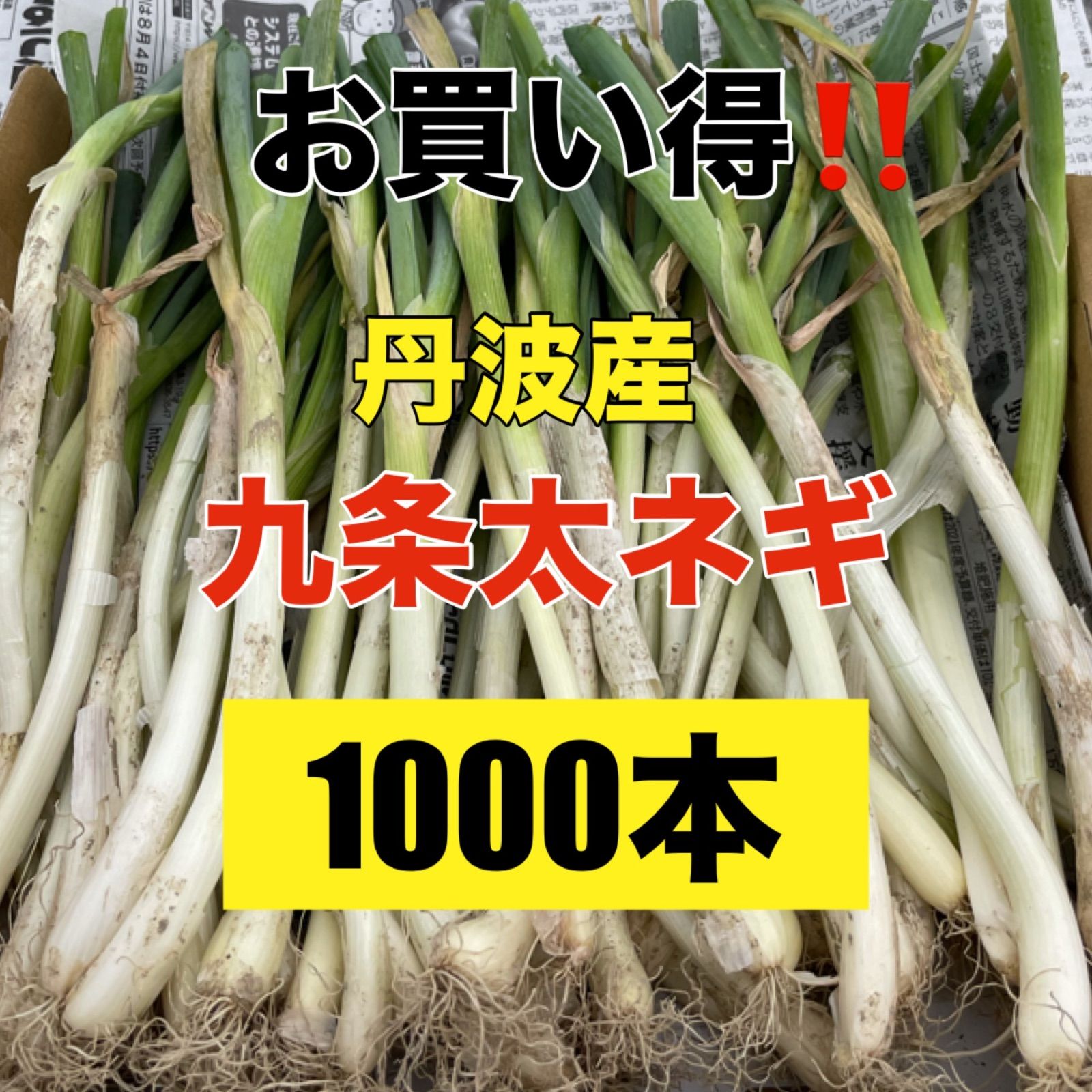 九条太ネギ苗約1000本 九条太ねぎ苗×1,000本