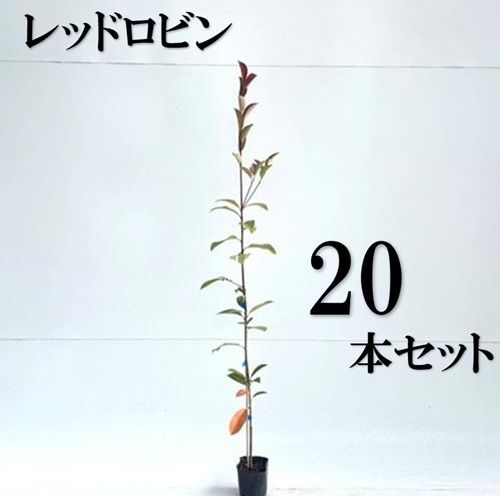 レッドロビン（40本セット） 樹高0.4m前後 10.5cmポット 苗木 苗 ベニカナメモチ ベニカナメ れっどろびん 垣根 生垣用 生垣 植木 庭木 生け垣 送料込み 目隠し 苗⁄苗木 35本セット レッドロビン 樹高0.4m前後 10.5cmポット 苗木
