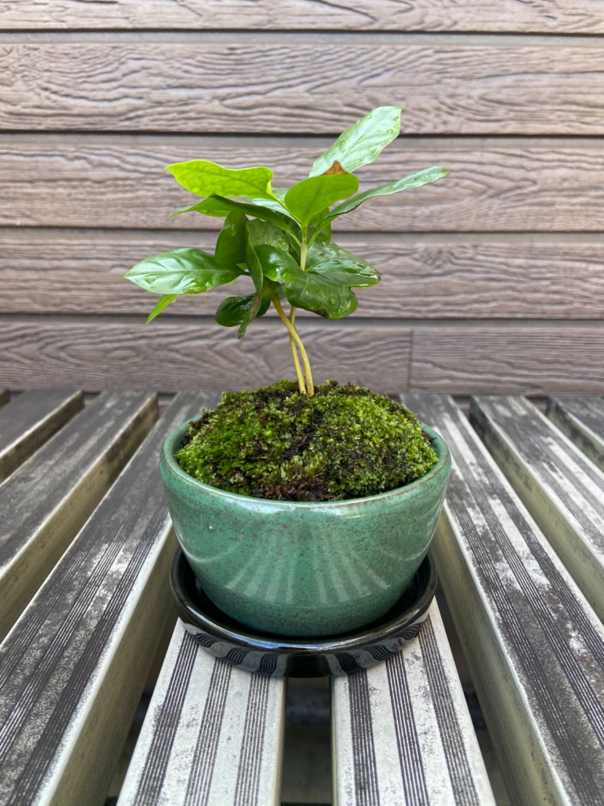 観葉植物 コーヒーの木 苔 ミニ盆栽 緑 陶器鉢付き - メルカリ