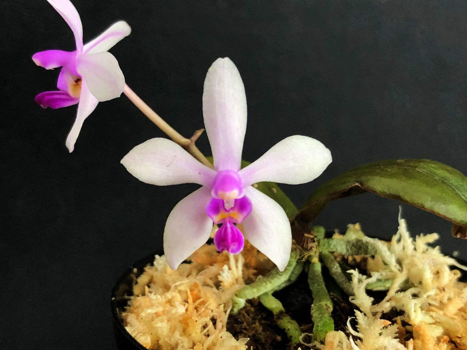 ☆洋蘭☆原種☆胡蝶蘭☆Phal. wilsonii☆ファレノプシス ウィルソニー☆小型種☆山野草☆着生蘭☆中国原産の寒さに強い品種☆着生株☆9-17  - メルカリ