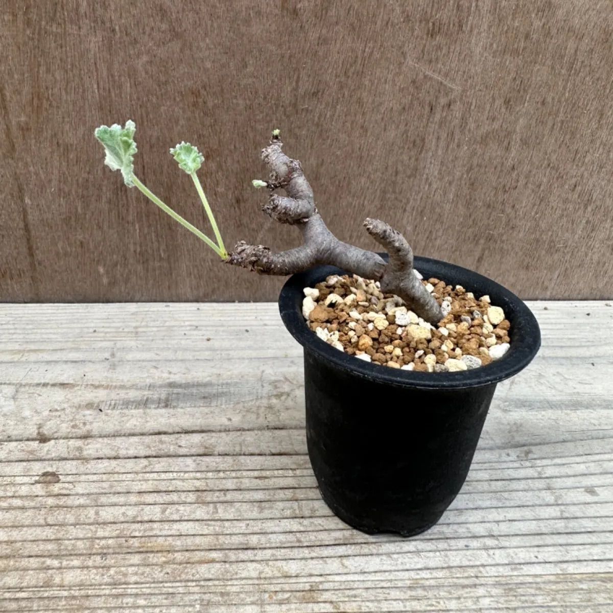 ペラルゴニウムミラビレ　塊根植物　コーデックス グラキリス　パキプス 1 Pelargonium mirabile / ペラルゴニウム ミラビレ [検索