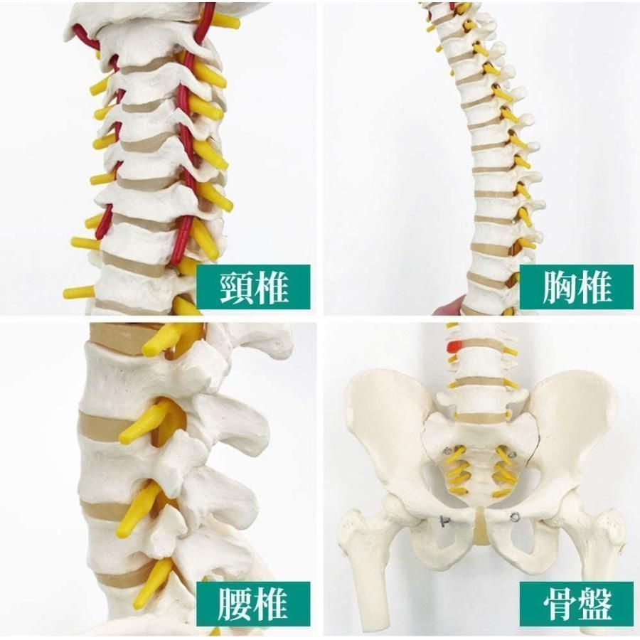 人体模型 骨 等身大 脊椎 模型 実物大 90センチ 脊髄骨盤模型