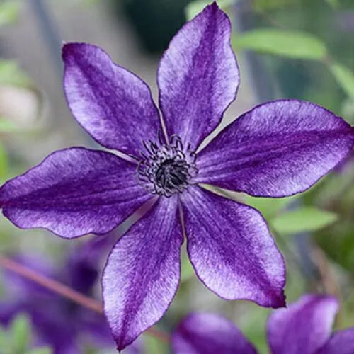 zJWxQmQvPrKgX4CWJ6NRHU.jpg@webp