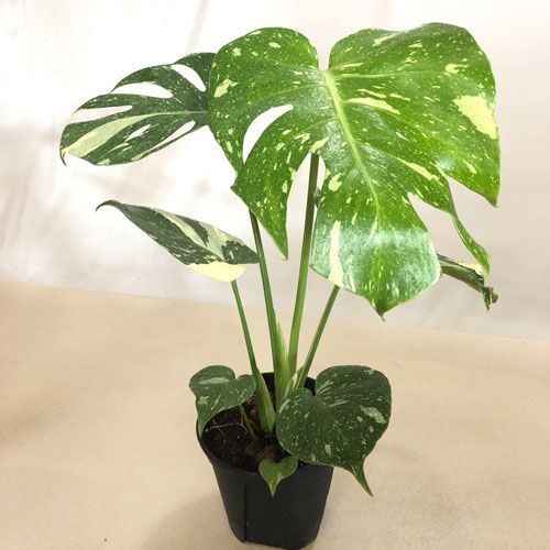 モンステラ デリシオーサ タイコンステレーション メルカリ便配送 5 観葉植物 モンステラ デリシオーサ タイコンステレーション 5号【個体