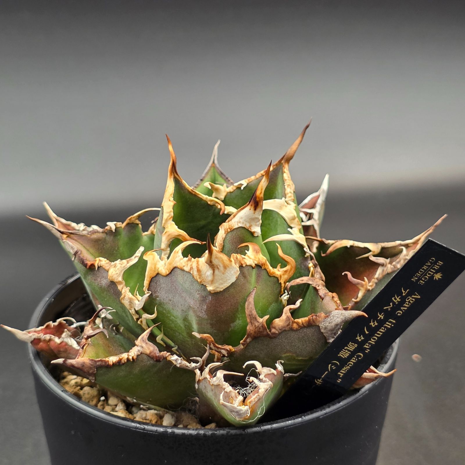アガベ チタノタ シーザー Caesar 凱撤 カエサル アガベ・チタノタ シーザー（凱撒）中-019｜agave titanota