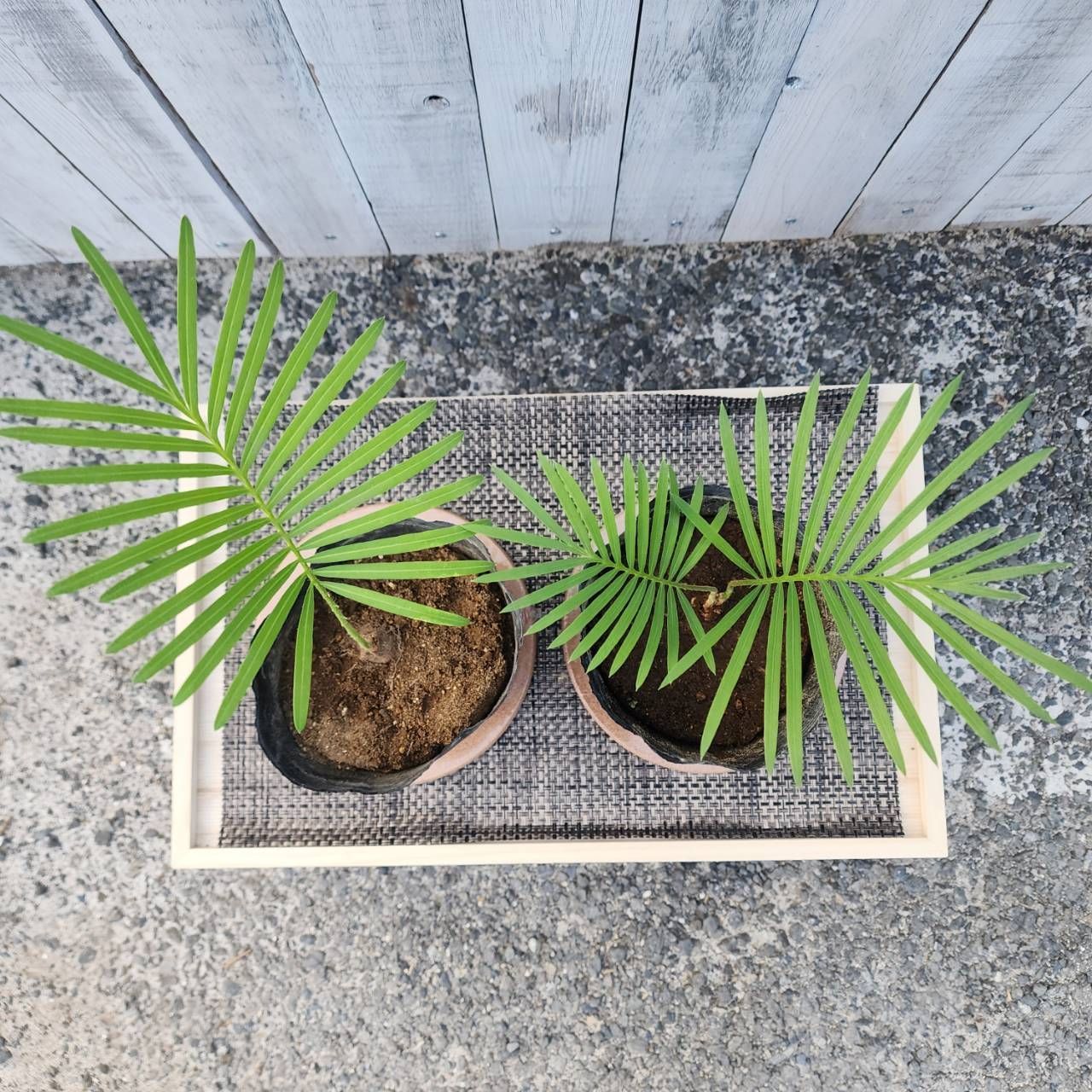 ソテツ】【鉢ごと発送】 タイシルバーソテツ Cycas sp.silver 2025-7