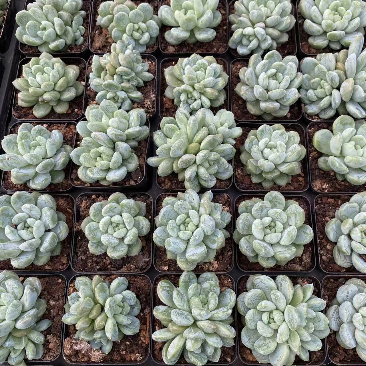 40株の抜き苗セット】グリーン翡翠 多肉植物 佐川急便発送