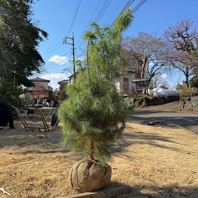 ピニョン松 マルチネスピニョンマツ ピニョンマツ